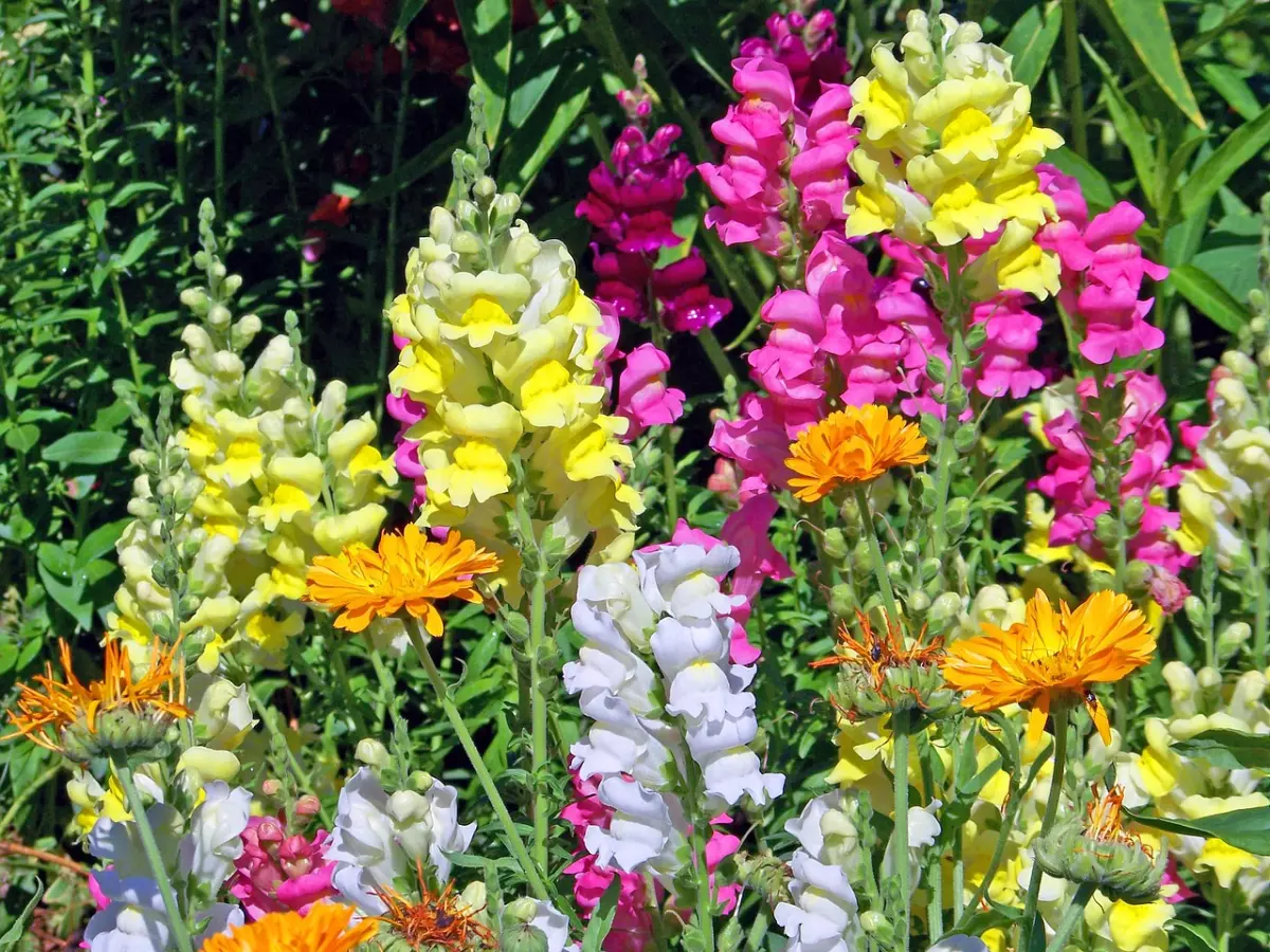 A garden with colorful flowers, including yellow, pink, and white.