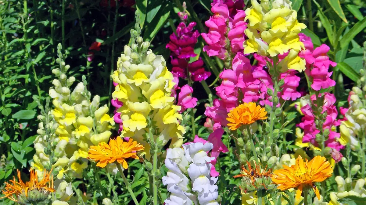 A garden with colorful flowers, including yellow, pink, and white.