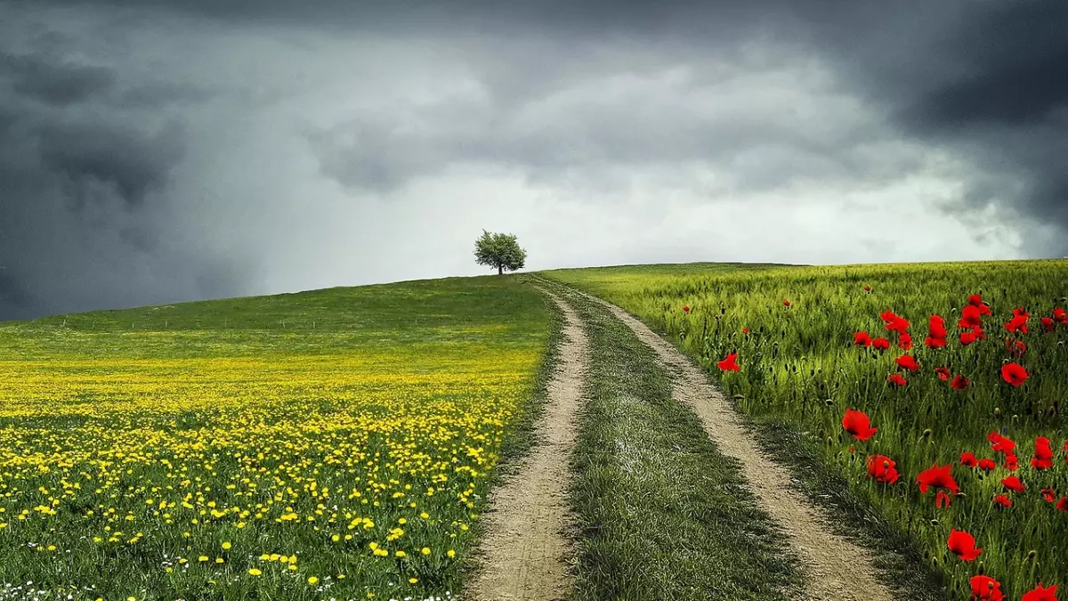 A dirt road leading up a hill, with a single tree at the top of the hill, and a field of yellow and red flowers on either side of the road