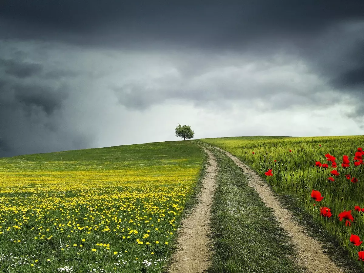 A dirt road leading up a hill, with a single tree at the top of the hill, and a field of yellow and red flowers on either side of the road