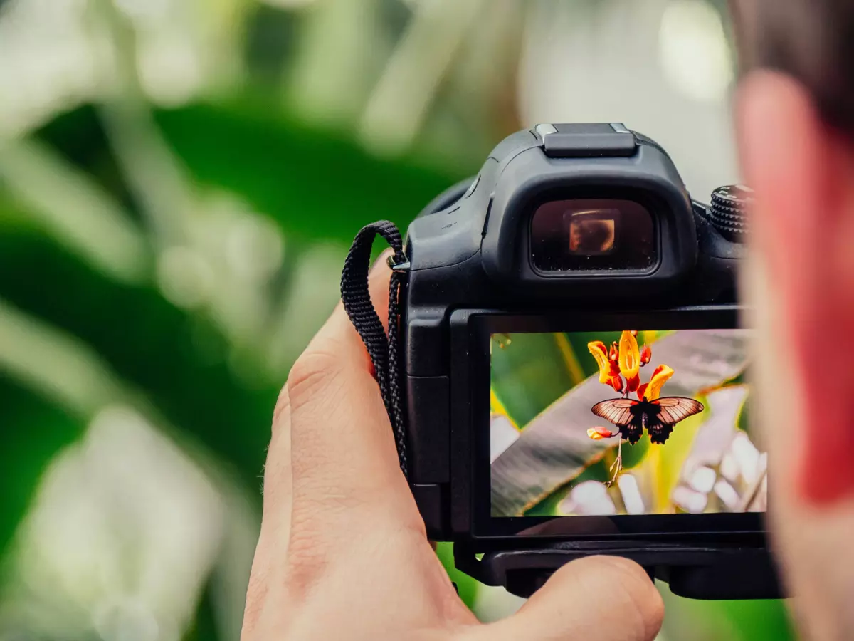 A person holding a camera and taking a picture of a butterfly on a flower.