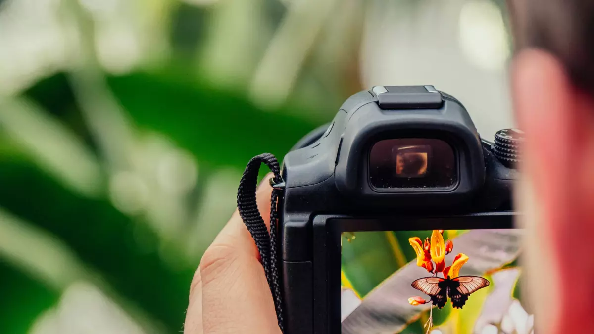 A person holding a camera and taking a picture of a butterfly on a flower.