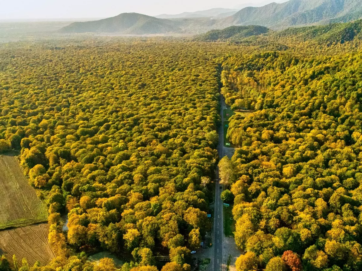 Aerial view of a forest with a road going through it.