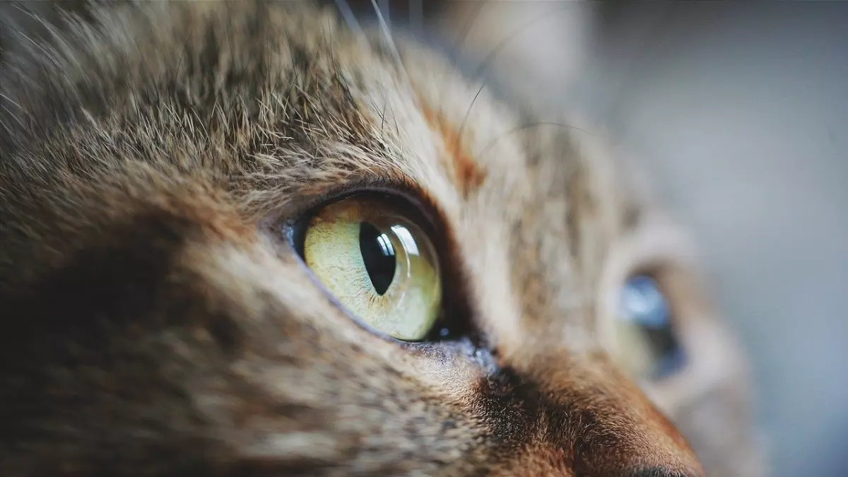 A close-up photo of a cat