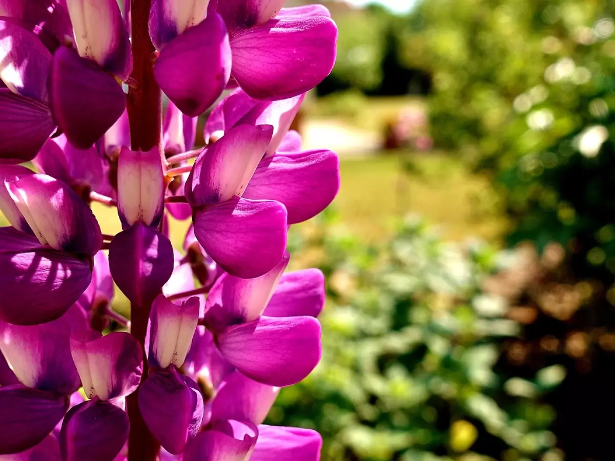 A close-up shot of vibrant purple flowers with white accents and a blurred green background.