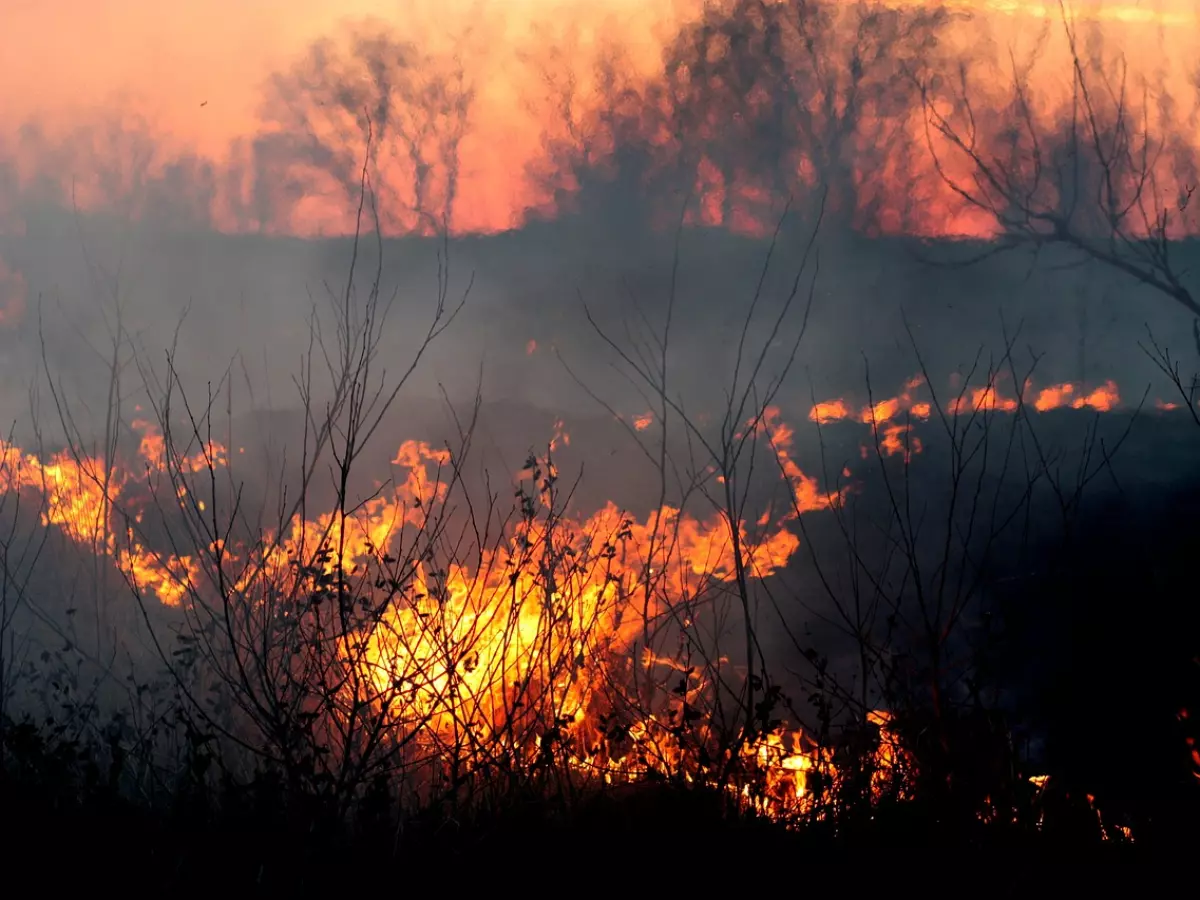 A wildfire burning in a field with trees in the background. Smoke is billowing up into the sky.