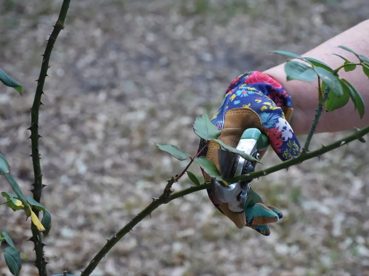 A person is pruning a rose bush with pruning shears.