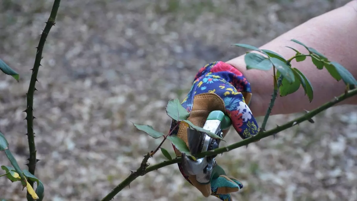 A person is pruning a rose bush with pruning shears.