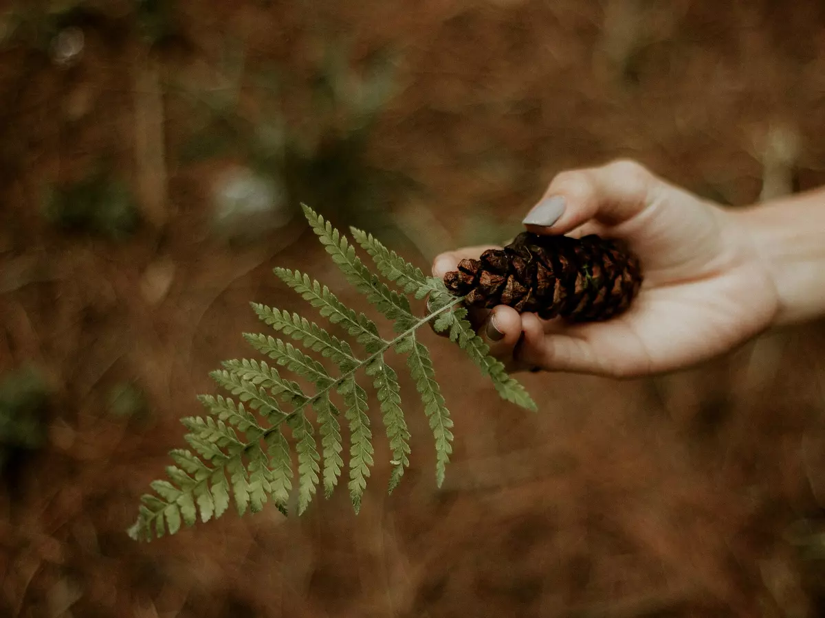 A person's hand holding a pine cone against a blurry background.