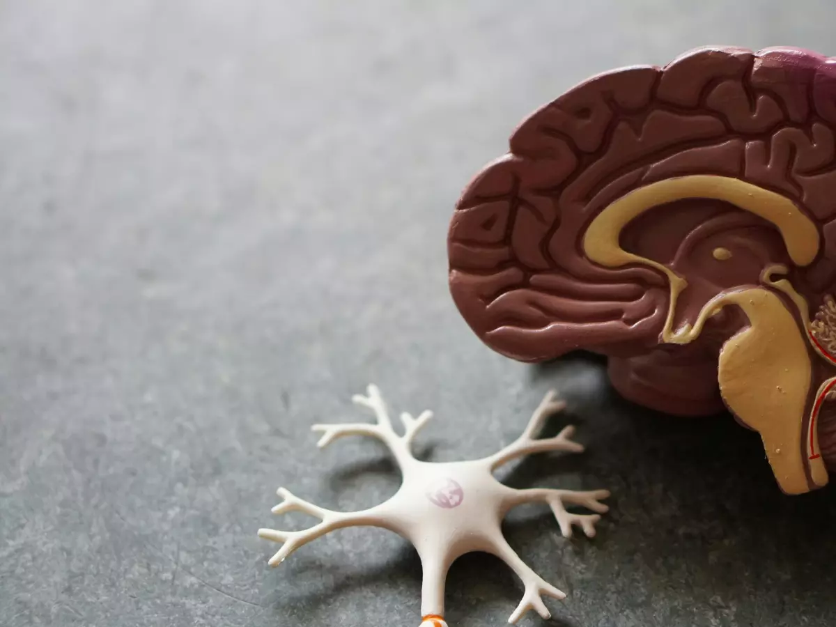 A close-up of a model of a human brain and a neuron.