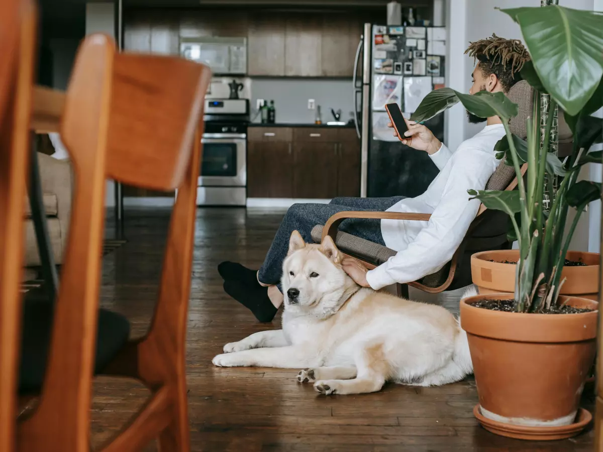 A person is sitting on a chair in a living room using a smartphone. There is a dog next to them, and a large plant in a pot in the background.