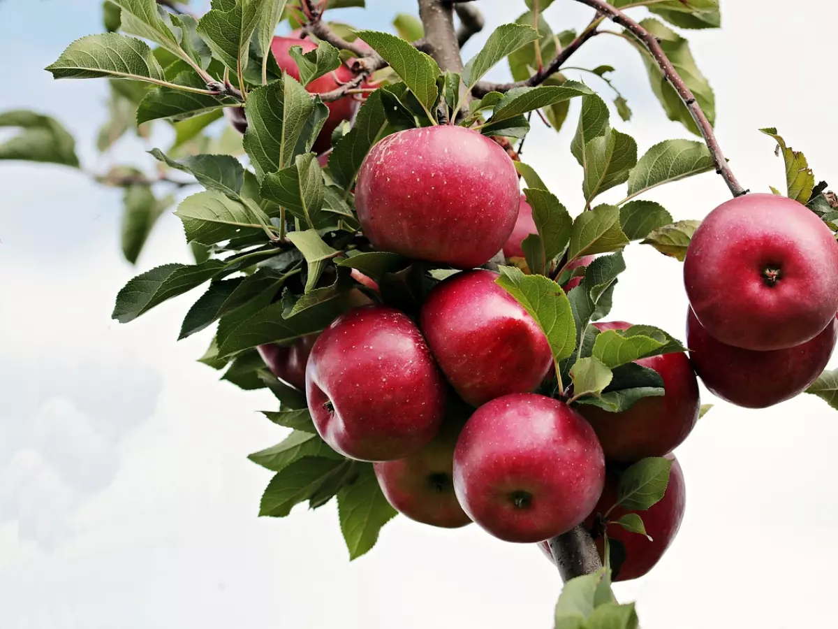 A close-up shot of red apples on a branch with green leaves. The sky is visible in the background.