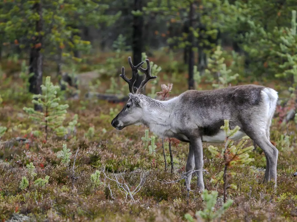 A reindeer standing in a forest, looking to the side, with large antlers, and a white patch on its body.