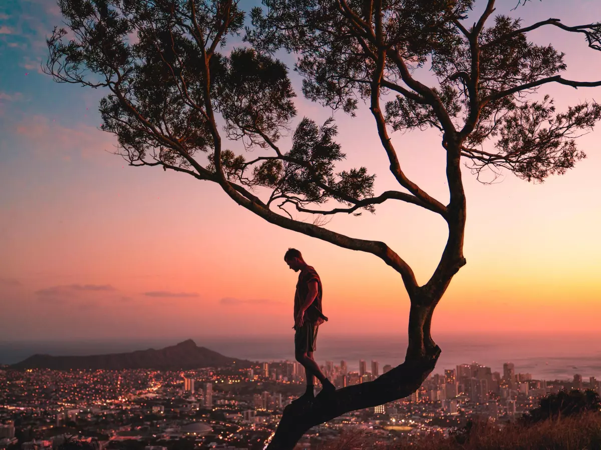 A person standing on a branch of a large tree overlooking a city, with a colorful sunset in the background