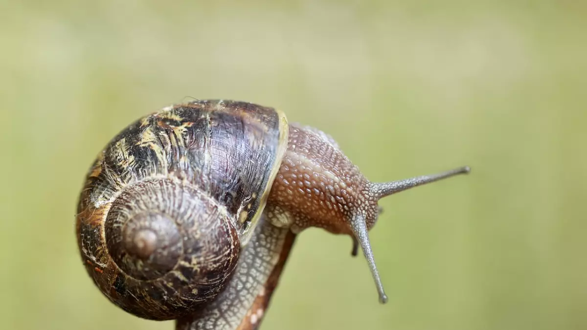 A close-up of a snail on a branch.