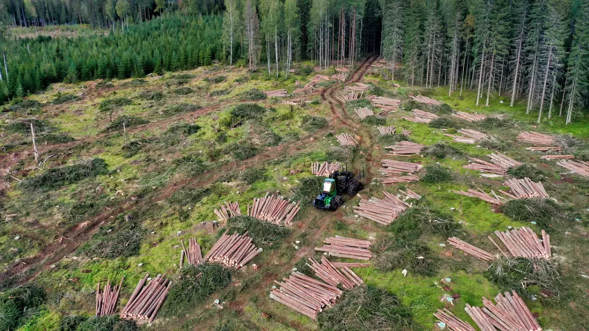 An aerial view of a forest cutting site. The logs are stacked and waiting to be collected. A tractor is in the middle of the scene.