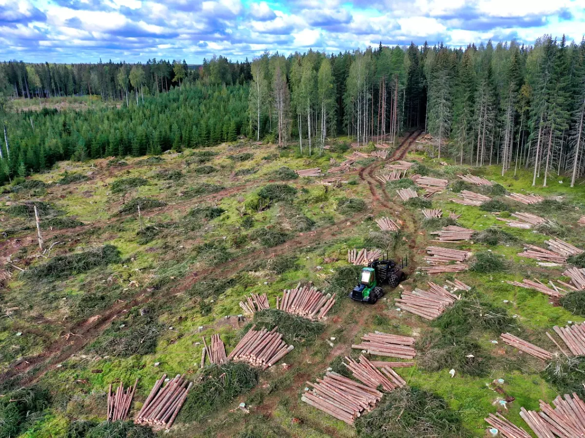 An aerial view of a forest cutting site. The logs are stacked and waiting to be collected. A tractor is in the middle of the scene.