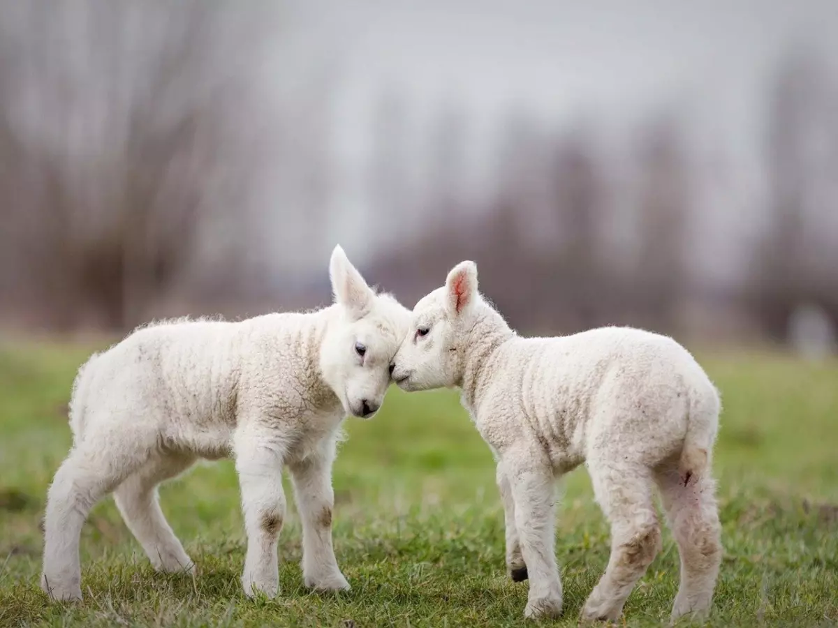 Two white lambs standing nose to nose in a field.