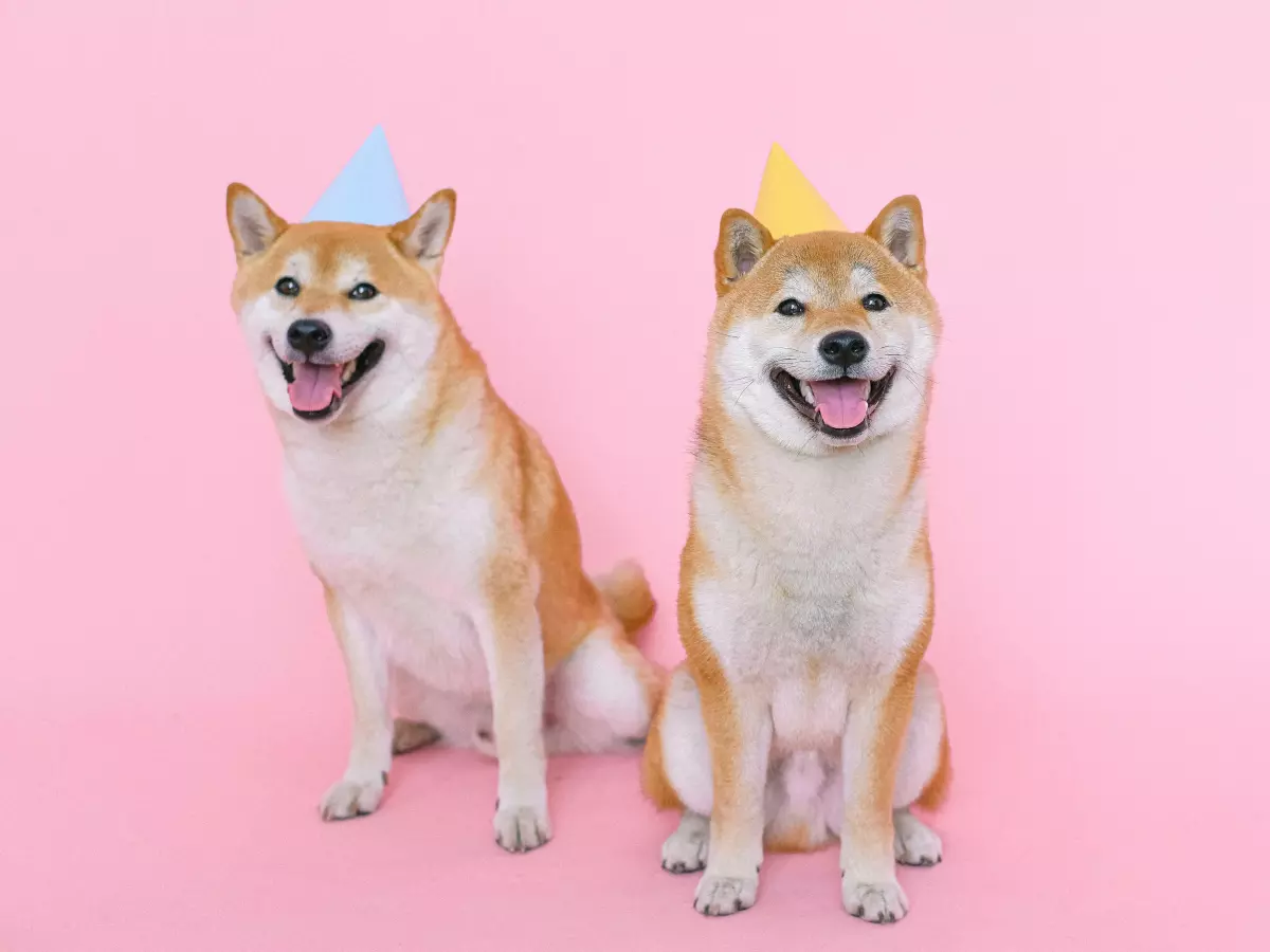 Two Shiba Inu dogs are sitting in front of a pink background, wearing party hats. They are both looking at the camera with happy expressions.