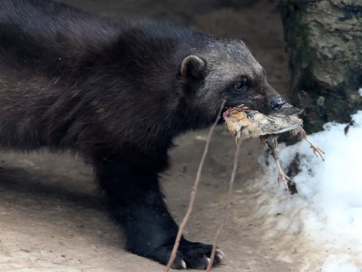 A black and brown wolverine walks through the snow with a small bird in its mouth.