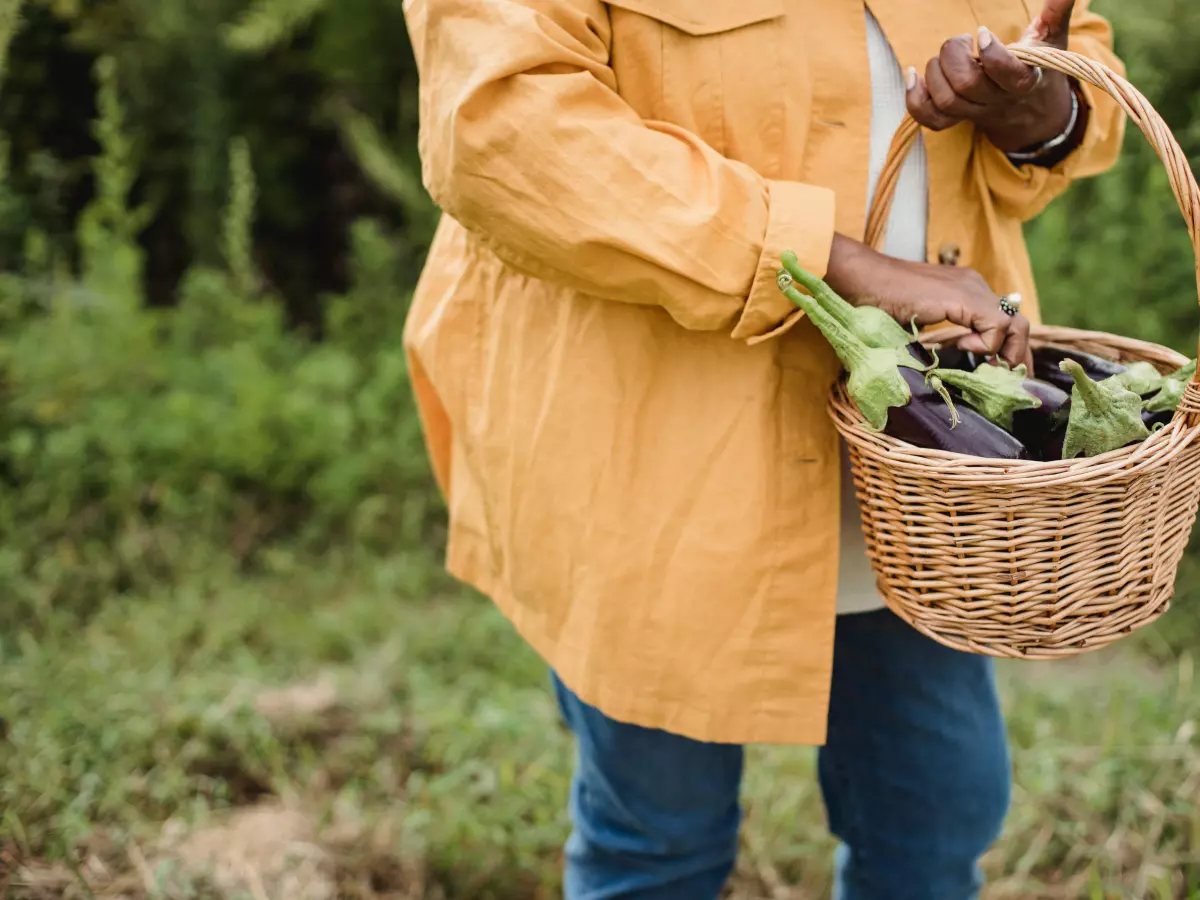 A person in a yellow jacket picking vegetables in a farm.