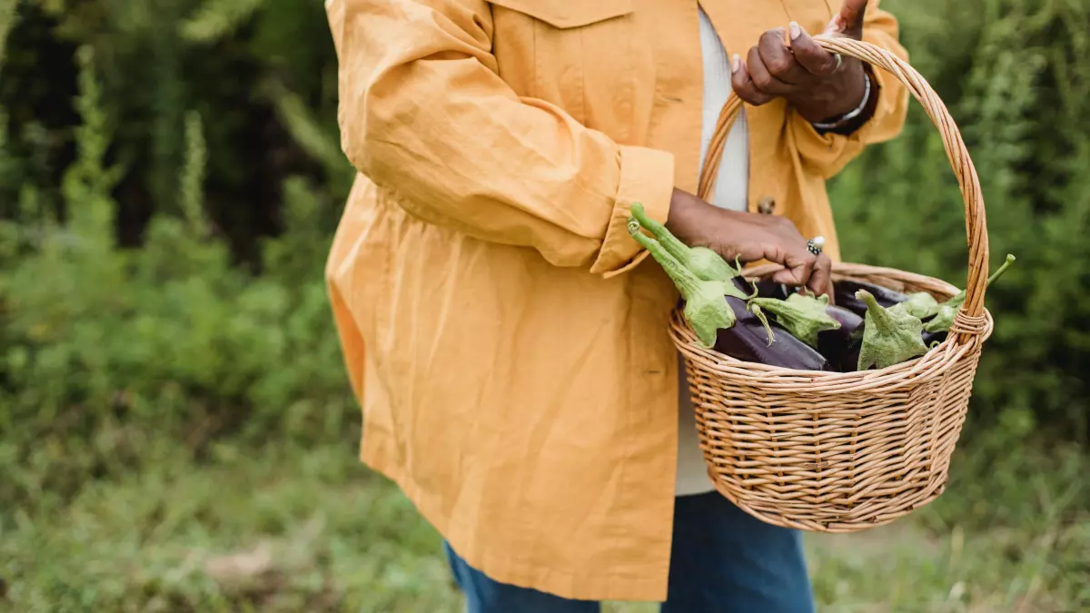 A person in a yellow jacket picking vegetables in a farm.